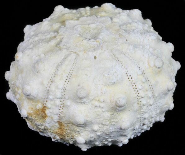 Goniopygus Fossil Echinoid (Sea Urchin) - Talsint, Morocco #55949
